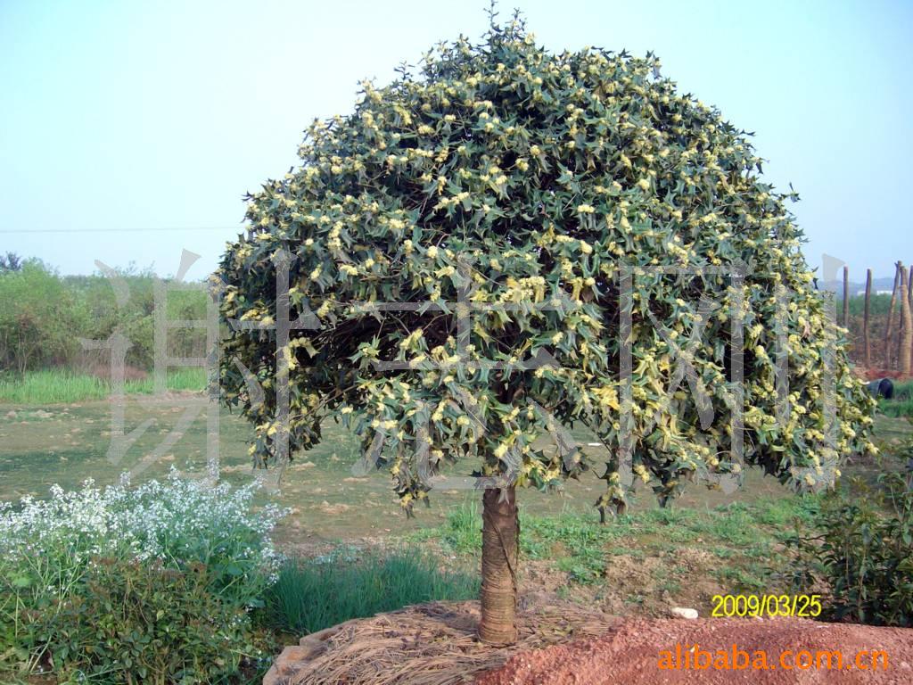 【綠化設(shè)計圖中的喬木與灌木之分】價格、產(chǎn)品供應,綠化設(shè)計圖中的喬木與灌木之分廠家批發(fā)-1024商務(wù)網(wǎng)