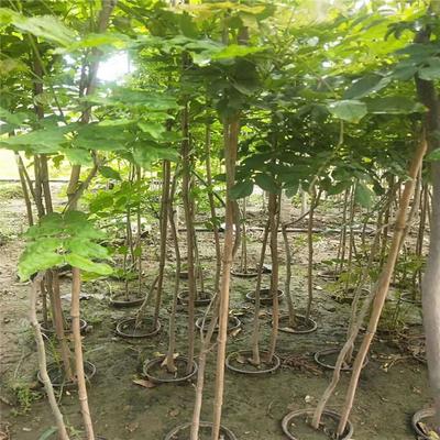 紫藤產業：廠家直銷、生產基地與園林綠化的完美結合