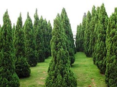 青州綠化苗木 選購優質綠化苗木，首選聚寶花卉苗木