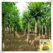 圓冠榆樹(shù)苗 博野縣金澤苗圃場(chǎng)的主打產(chǎn)品與產(chǎn)地介紹